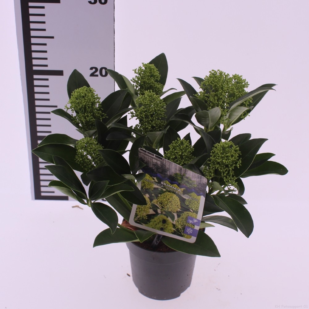 Picture of Skimmia jap. 'White Globe'