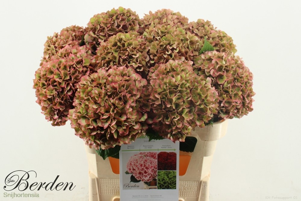 Hydrangea Glowing Alps Classic 80cm 22Ø