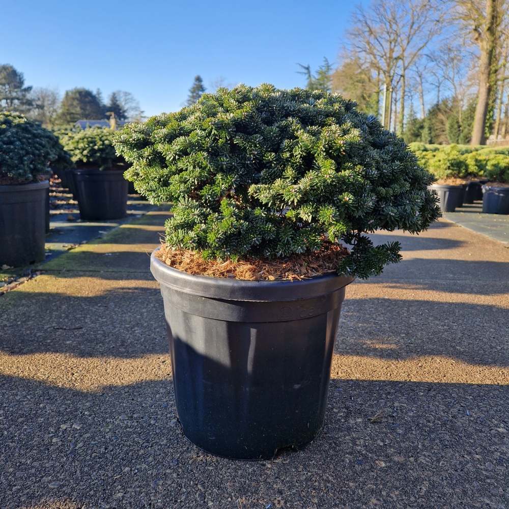 Picture of Abies koreana Brillant C18 35/40 (LOOSE)