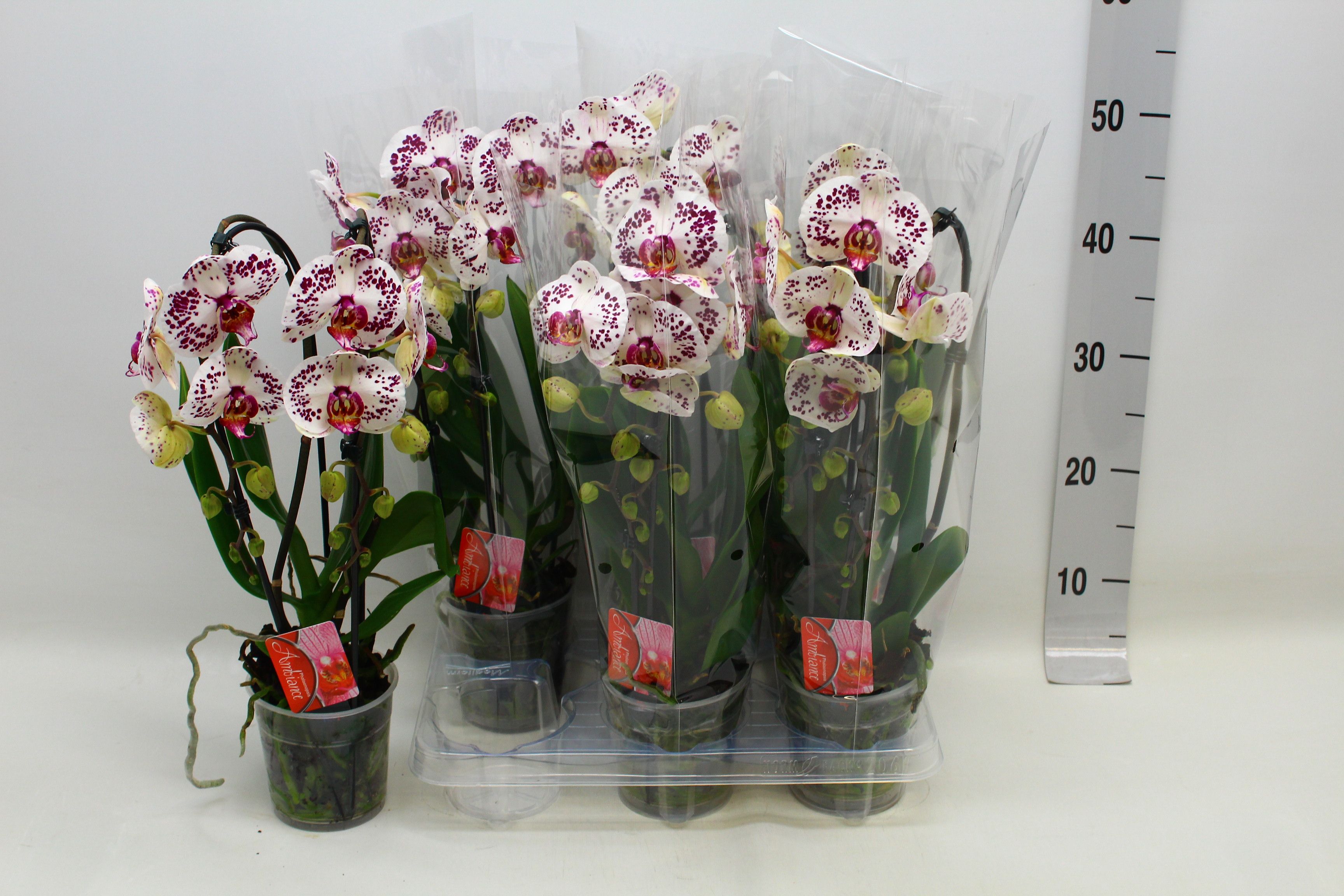 Phal El Cascade 12P 45H 2TAK 16bloem 12bloei