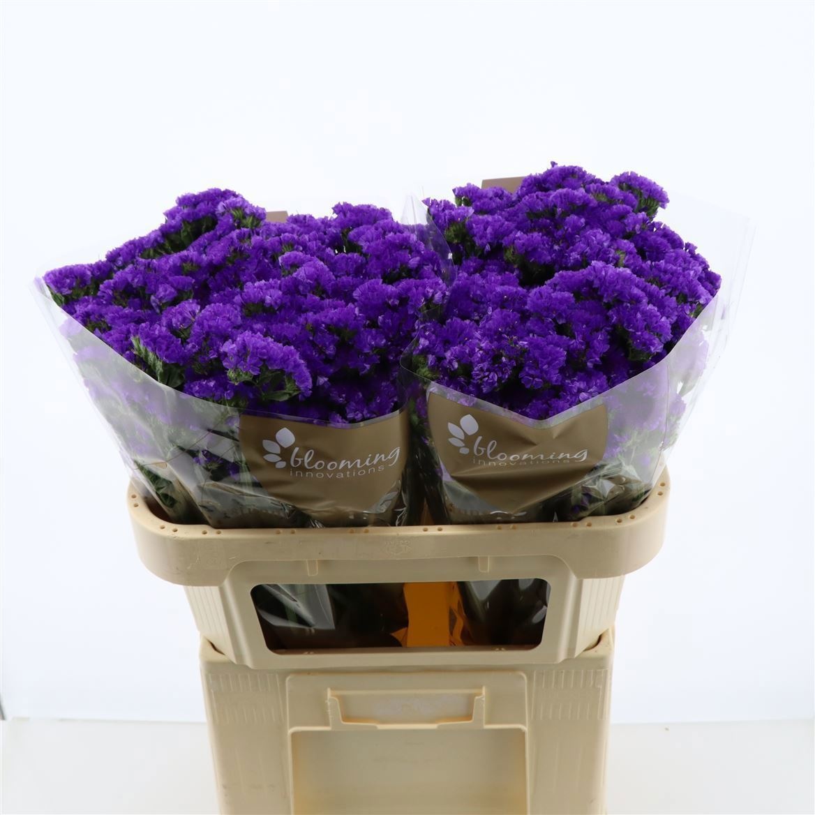 Limonium St Navy Sun Birds 70cm 45gram