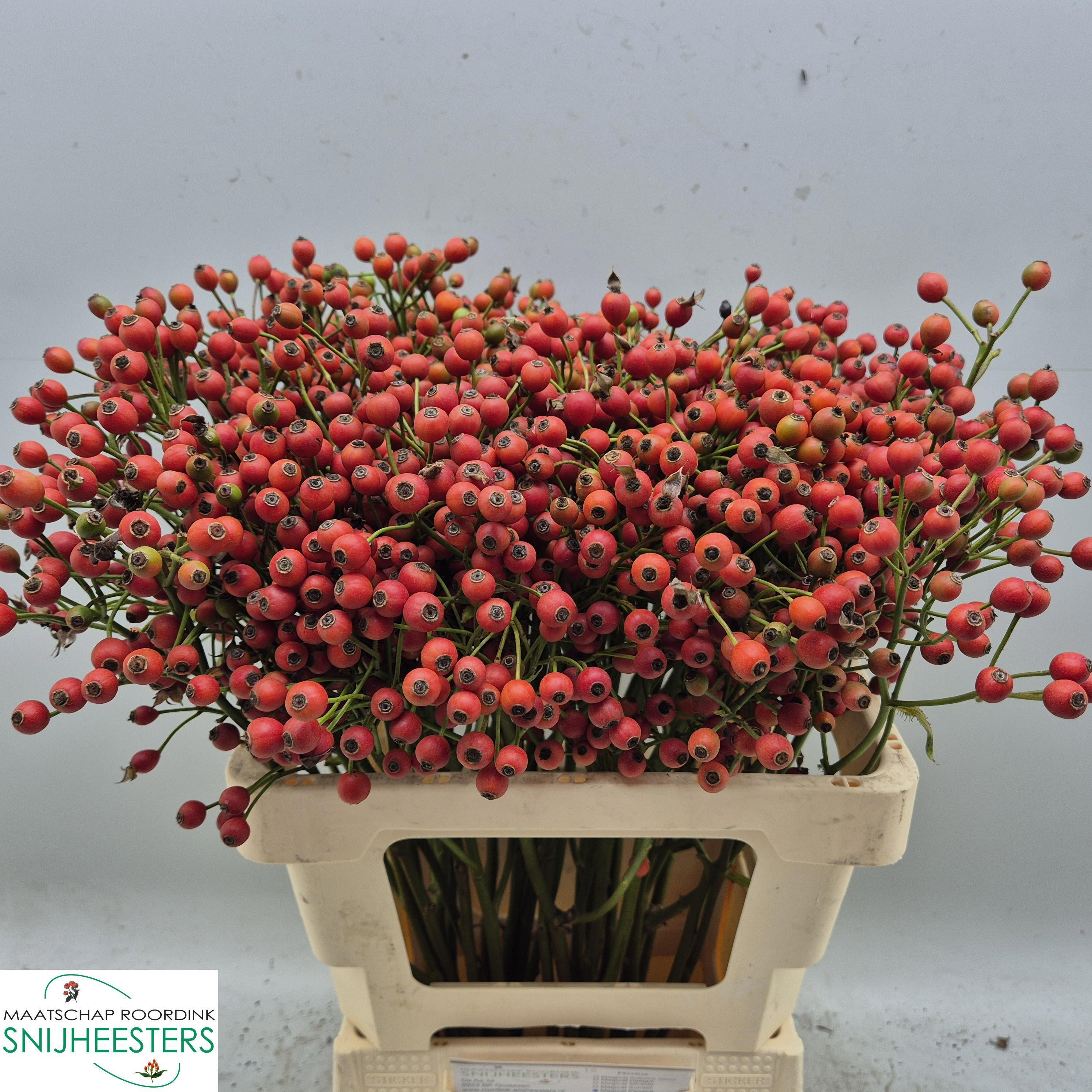 Rosa Magical Passoa 60cm