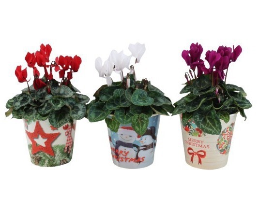 Cyclamen mix in smartcup Christmas
