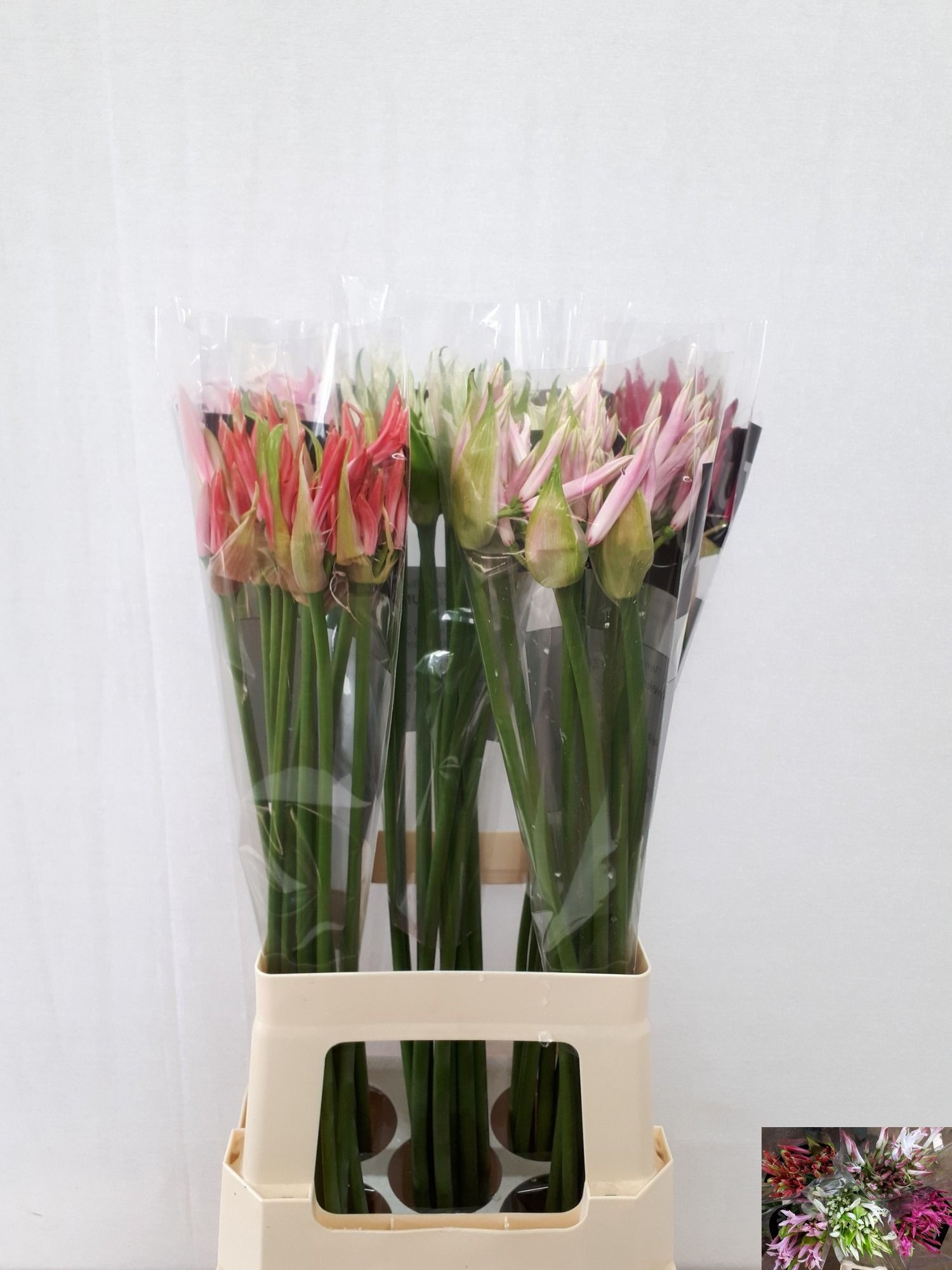 Ne Bo Gem In Fust 70cm
