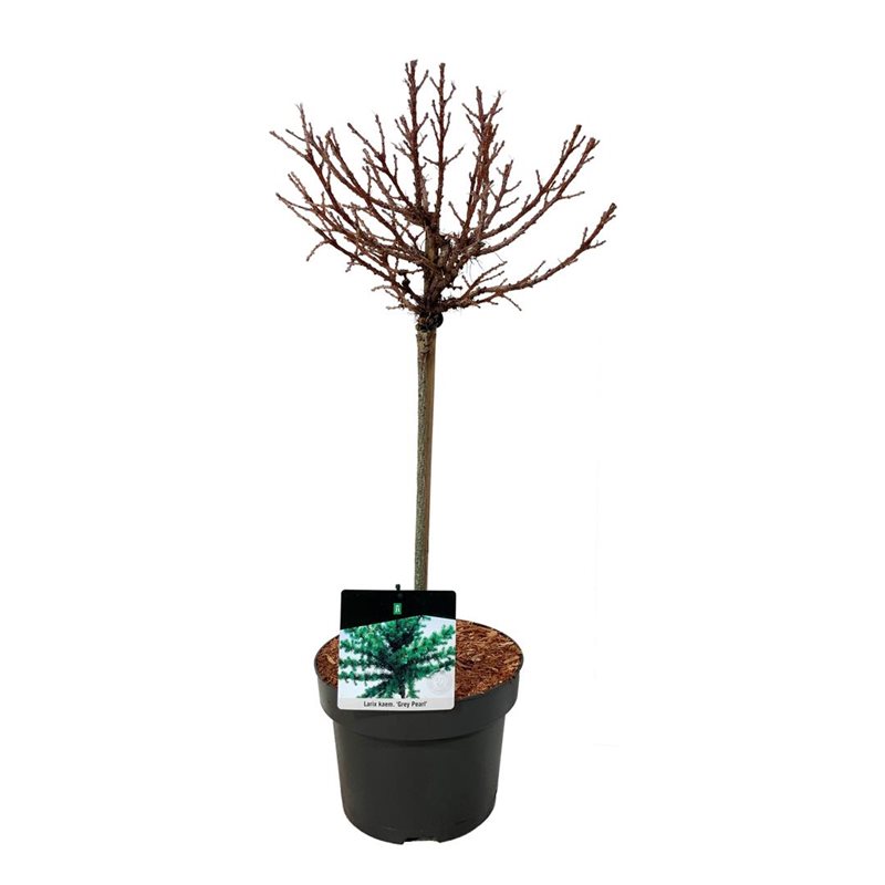 Picture of Larix kaempf. 'Grey Pearl'