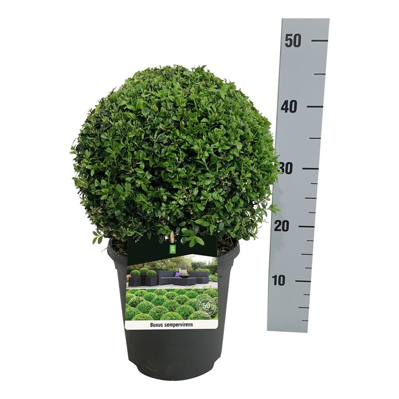 Picture of Buxus sempervirens