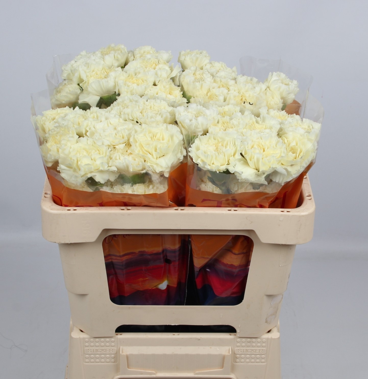 Dianthus St Diletta Crema 50cm