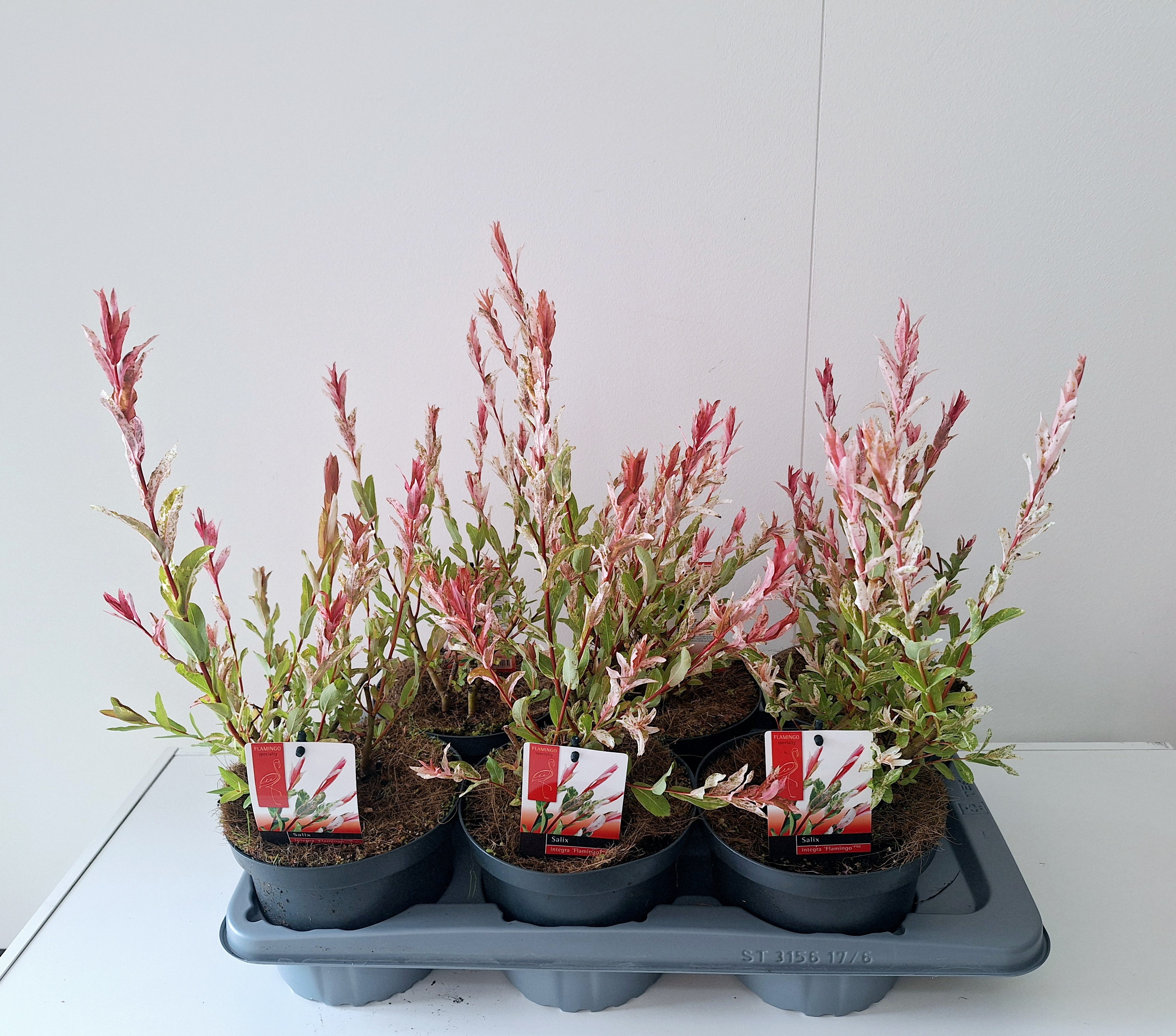 Picture of Salix Flamingo bush p17