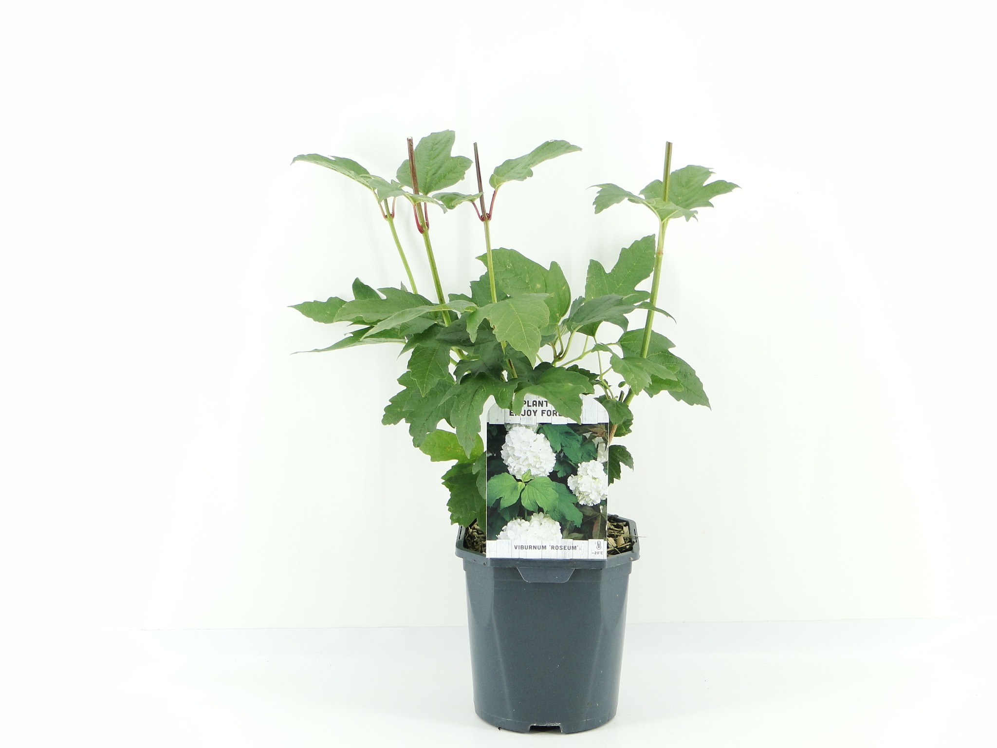 Picture of Viburnum opulus Roseum
