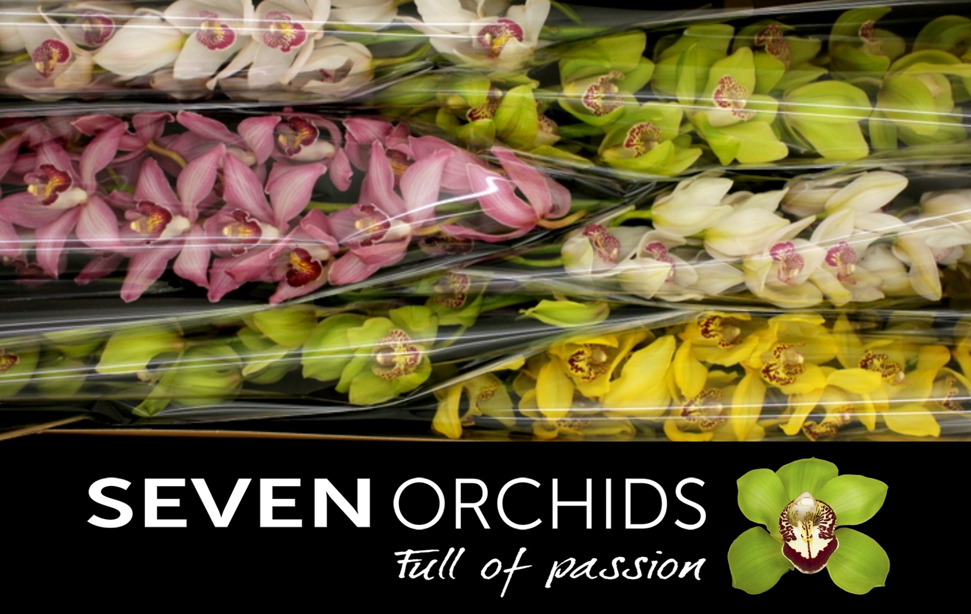 Cymbidium Asst 13bl