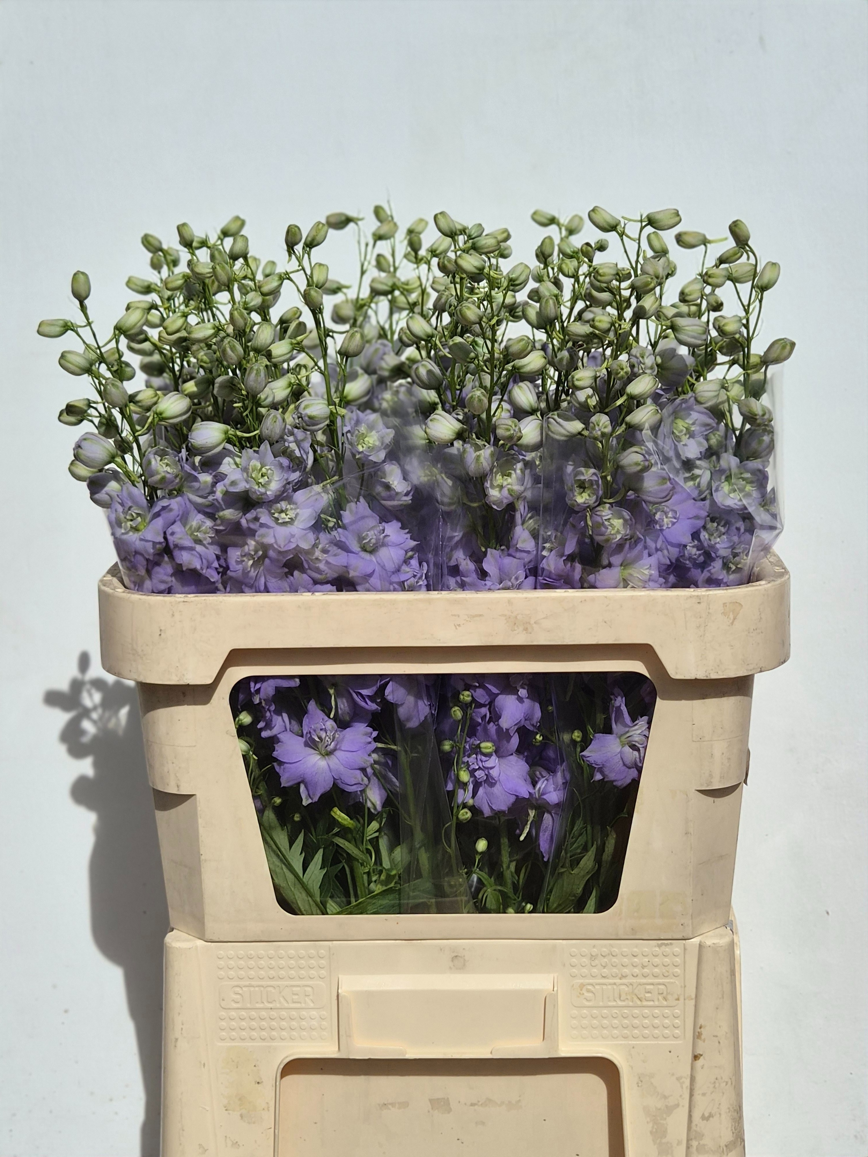 Delphinium El Double Dewi Impress 80cm