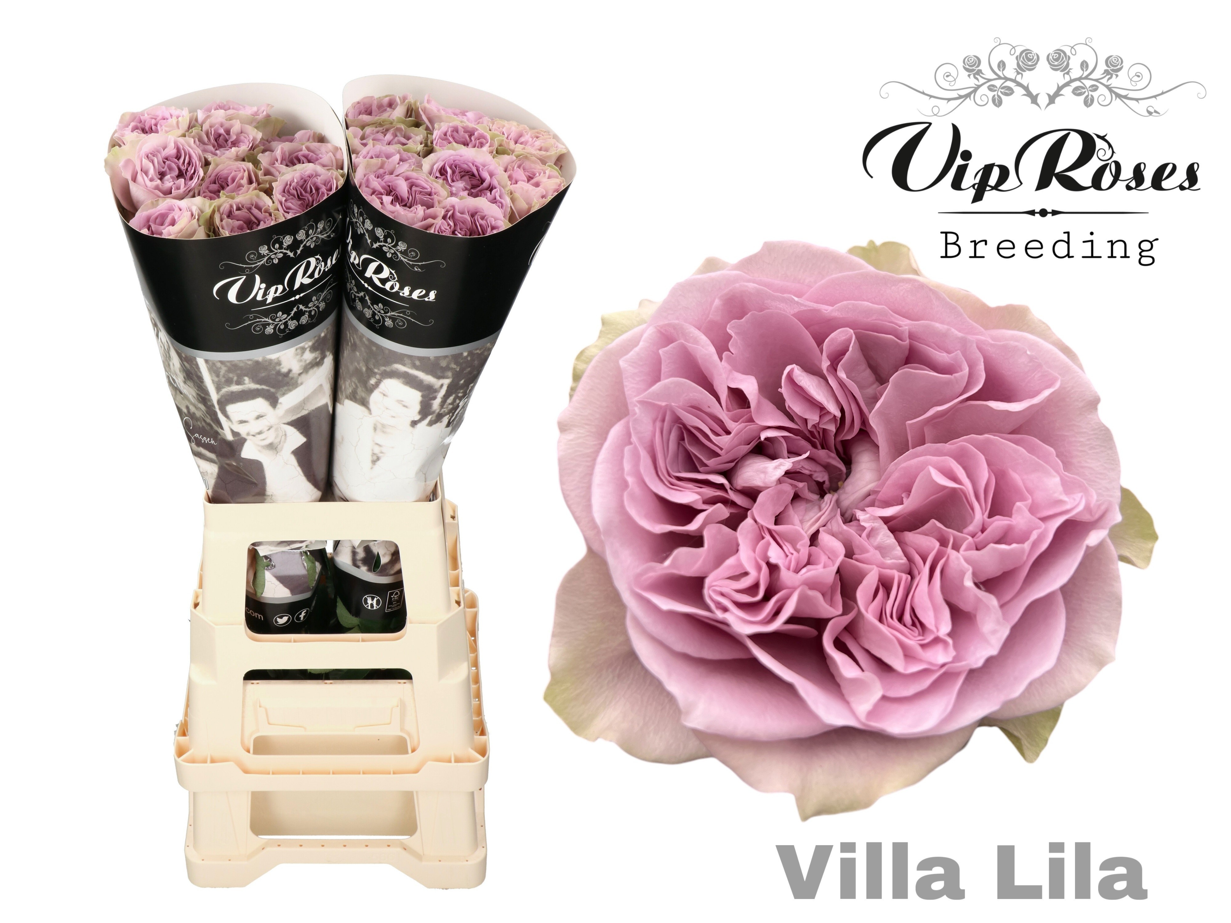 R Gr Villa Lila