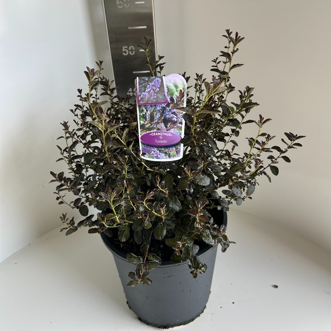 Picture of Ceanothus thyrsiflorus Tuxedo P29 (10 Ltr) (LOOSE)