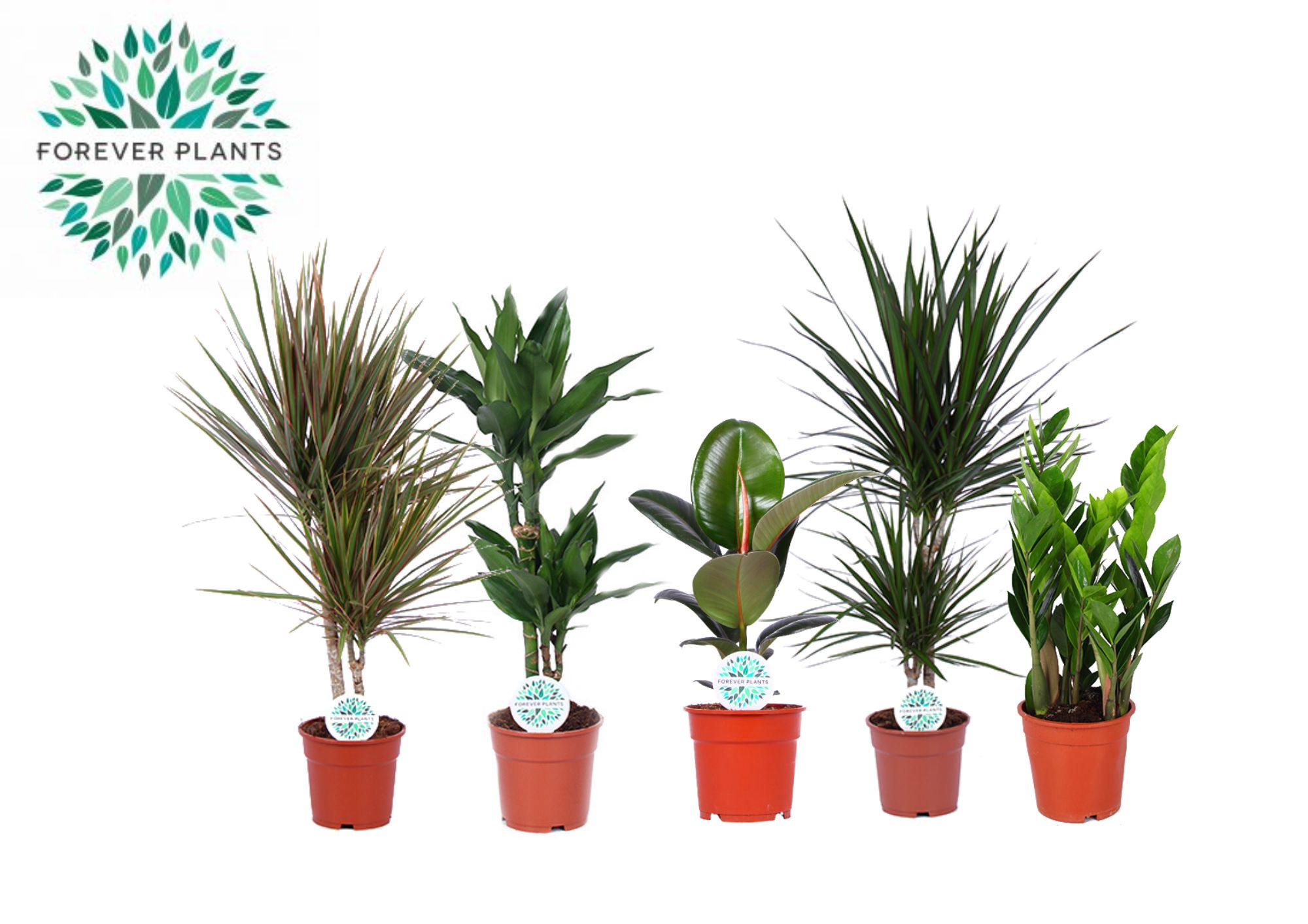 Picture of Houseplants Miquel in 4 varieties P17 60CM (LOOSE)