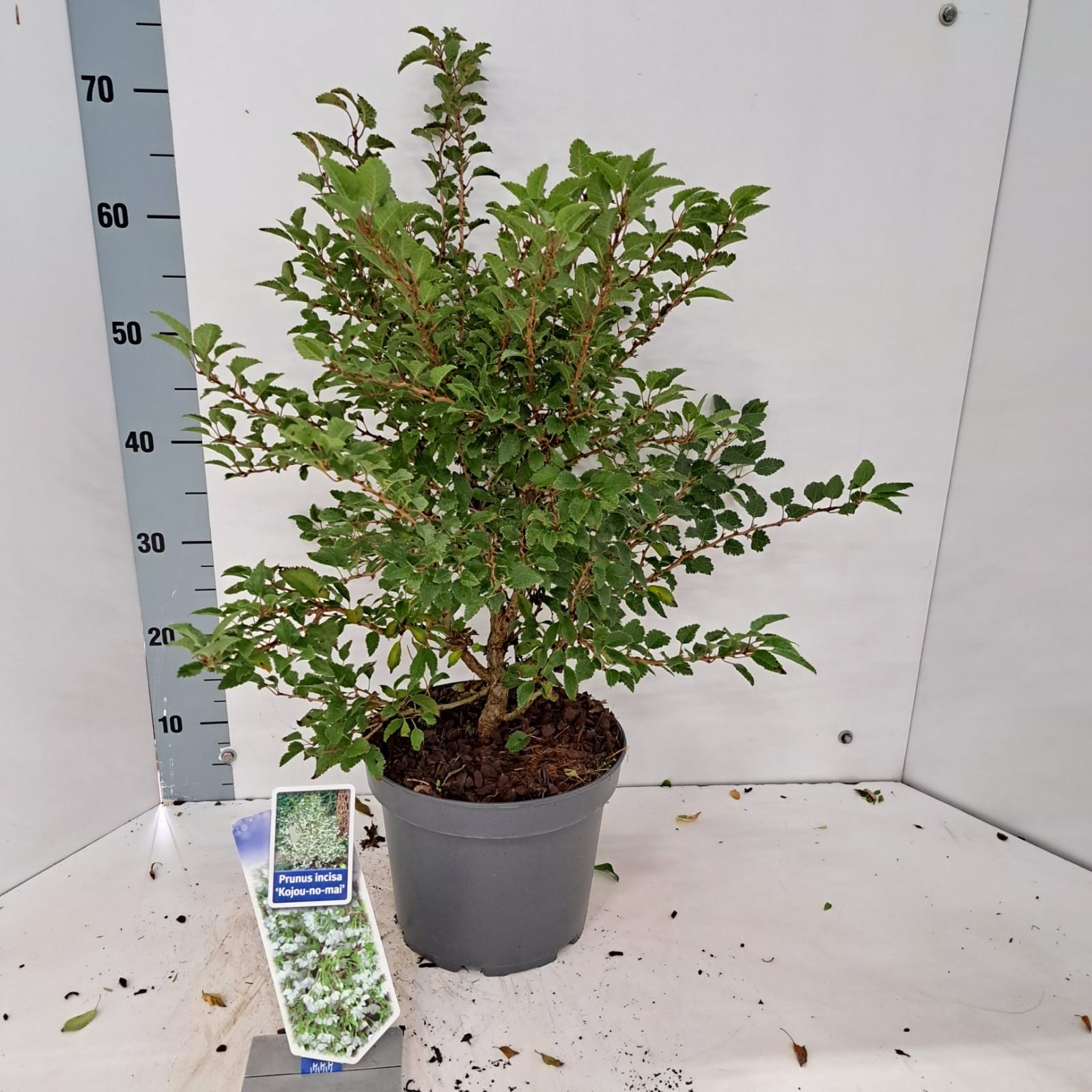 Picture of Prunus incisa 'Kojou-no-mai'