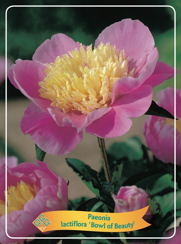 Picture of Paeonia Lactiflora mix 6x10 srt. per shelve P11