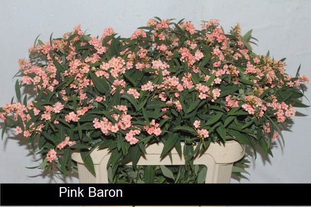 Euphorbia Spray Pink Baron 80cm