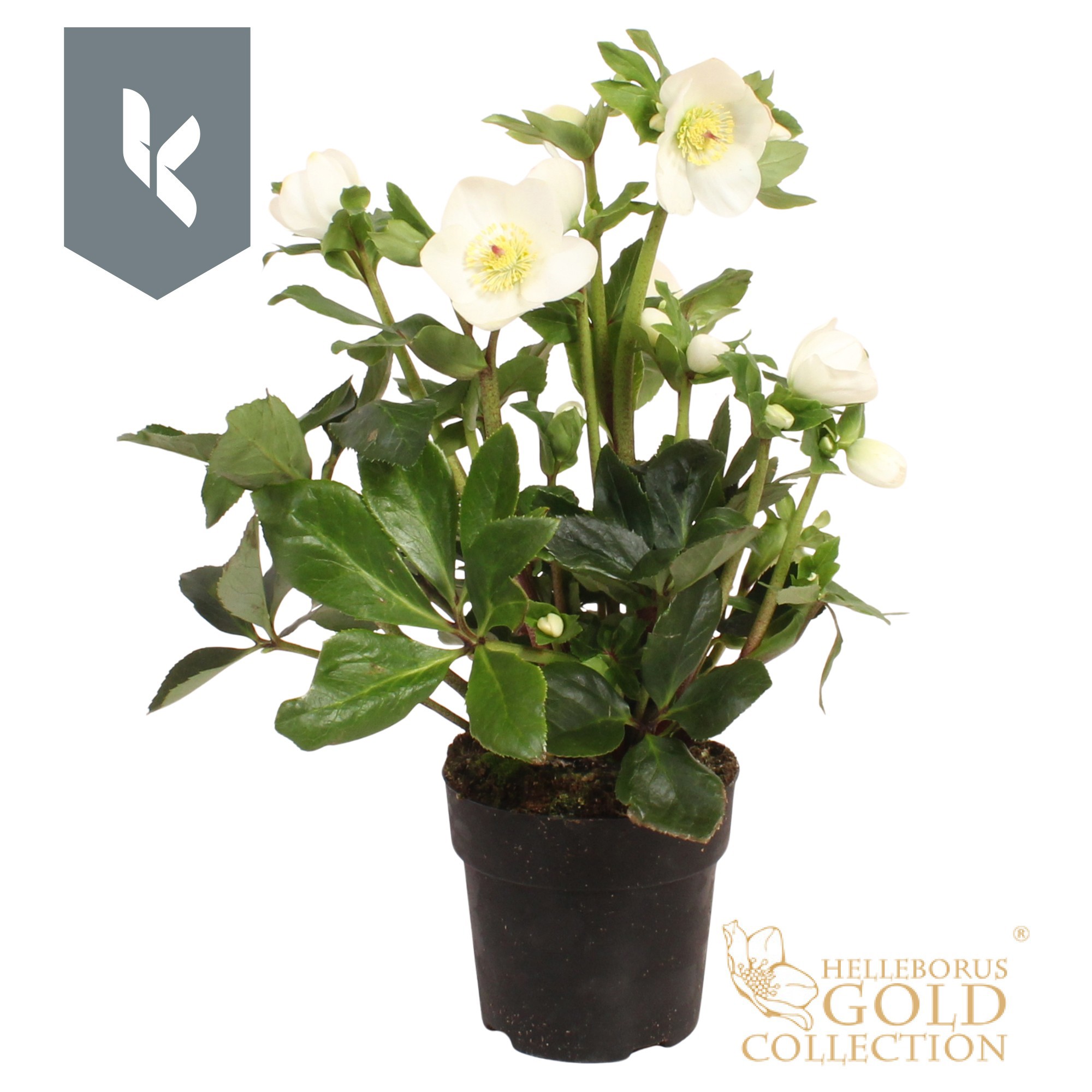 Hgc Helleborus Winter Ballet White