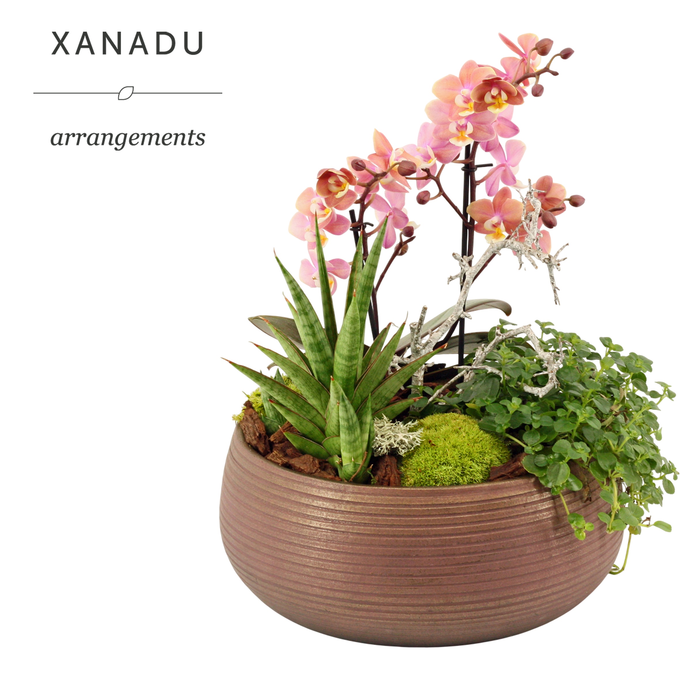 Arrangementen Zimmerpflanzen H% XA006 | Hamiplant