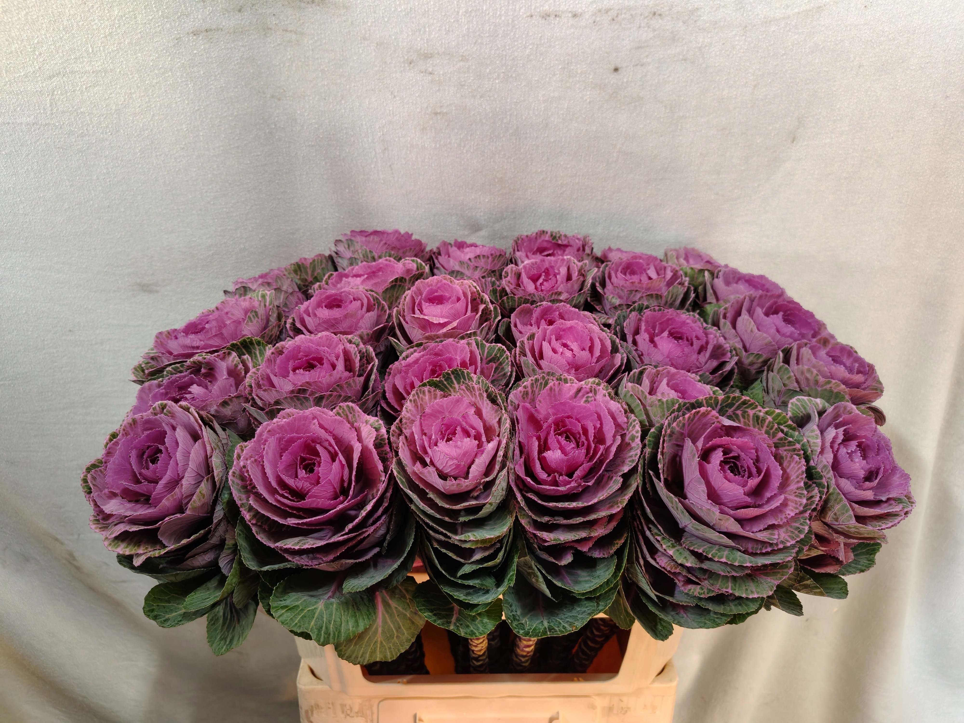 Brassica Condor Red 70cm