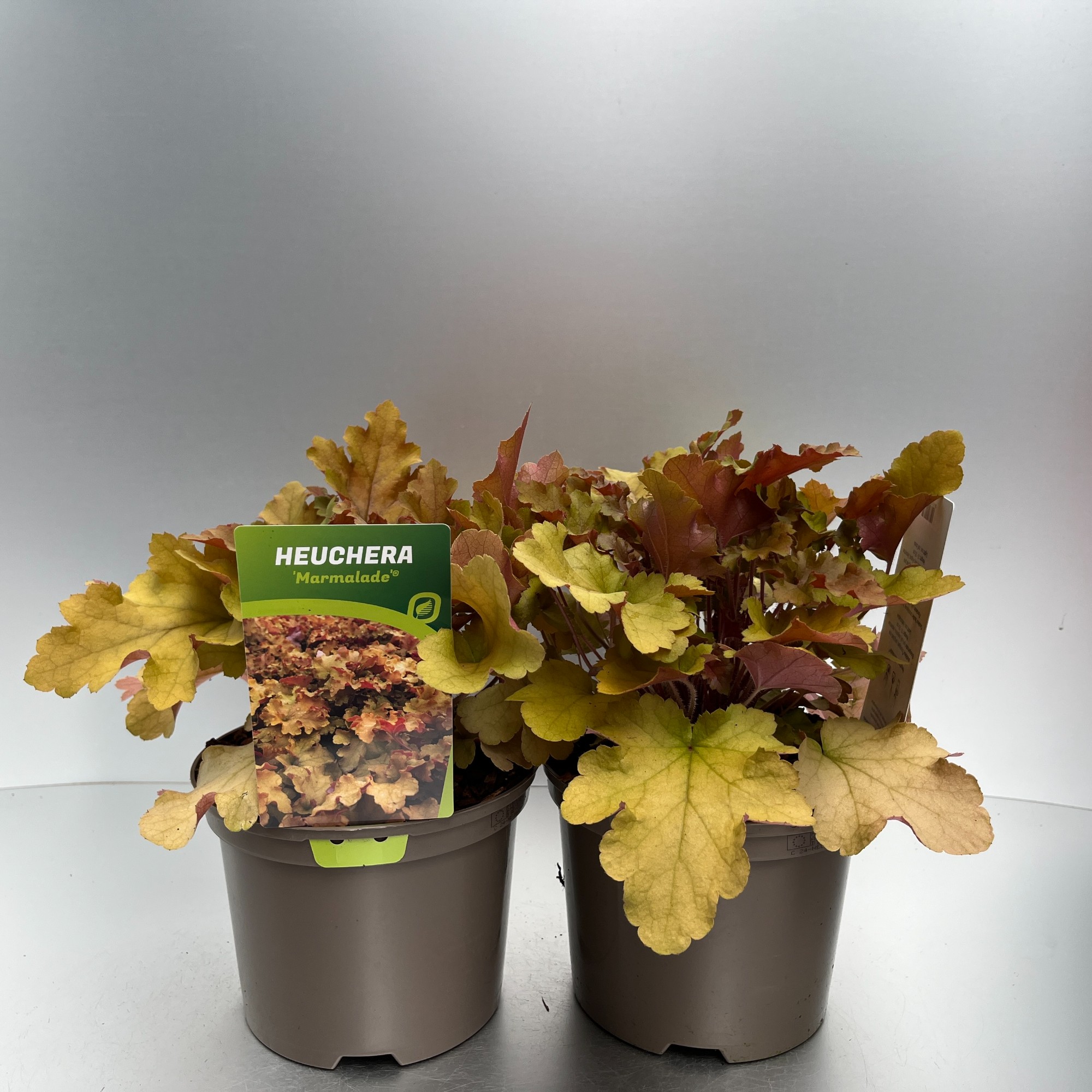 Picture of Heuchera Marmalade P17 (2 Ltr)