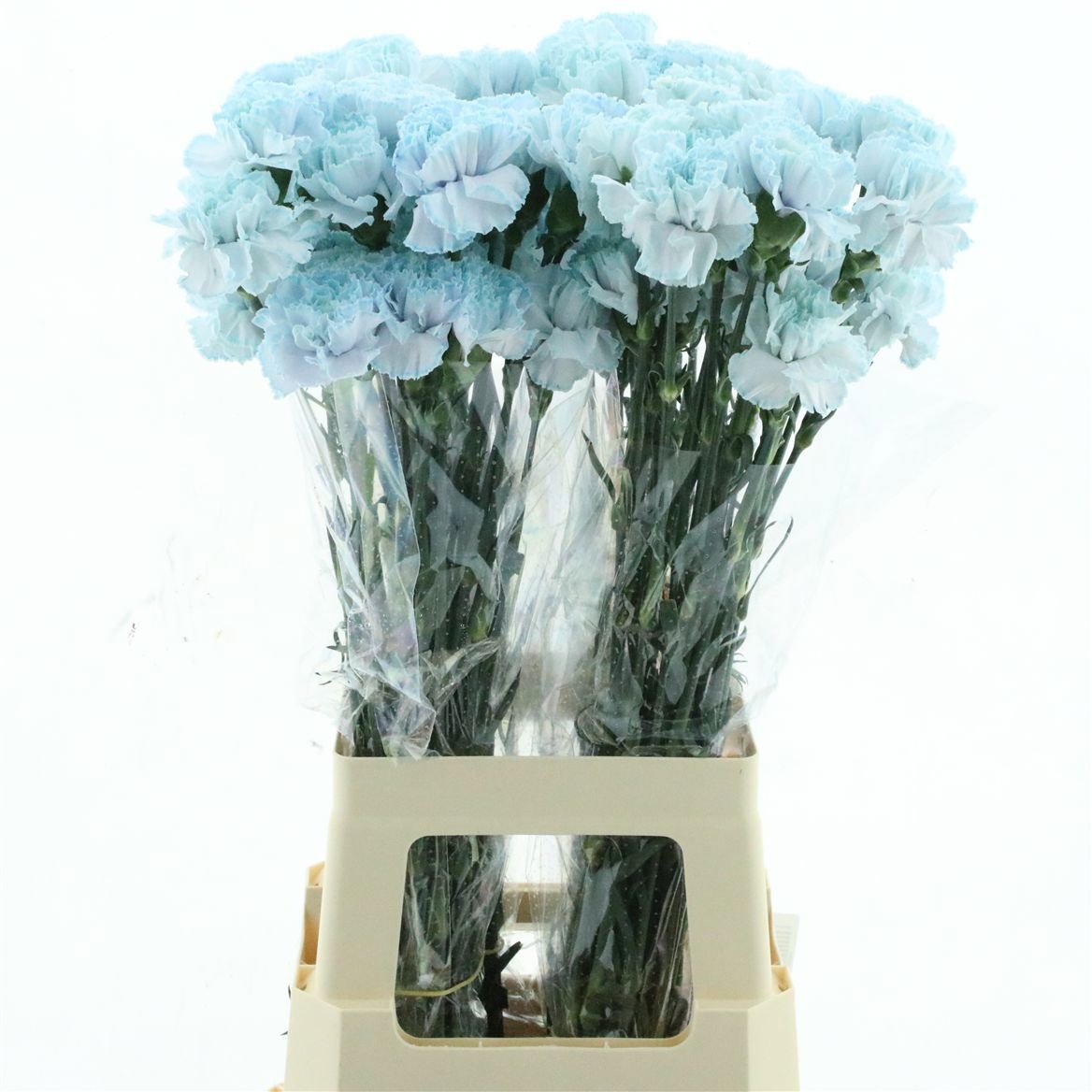 Dianthus St Painted 70cm