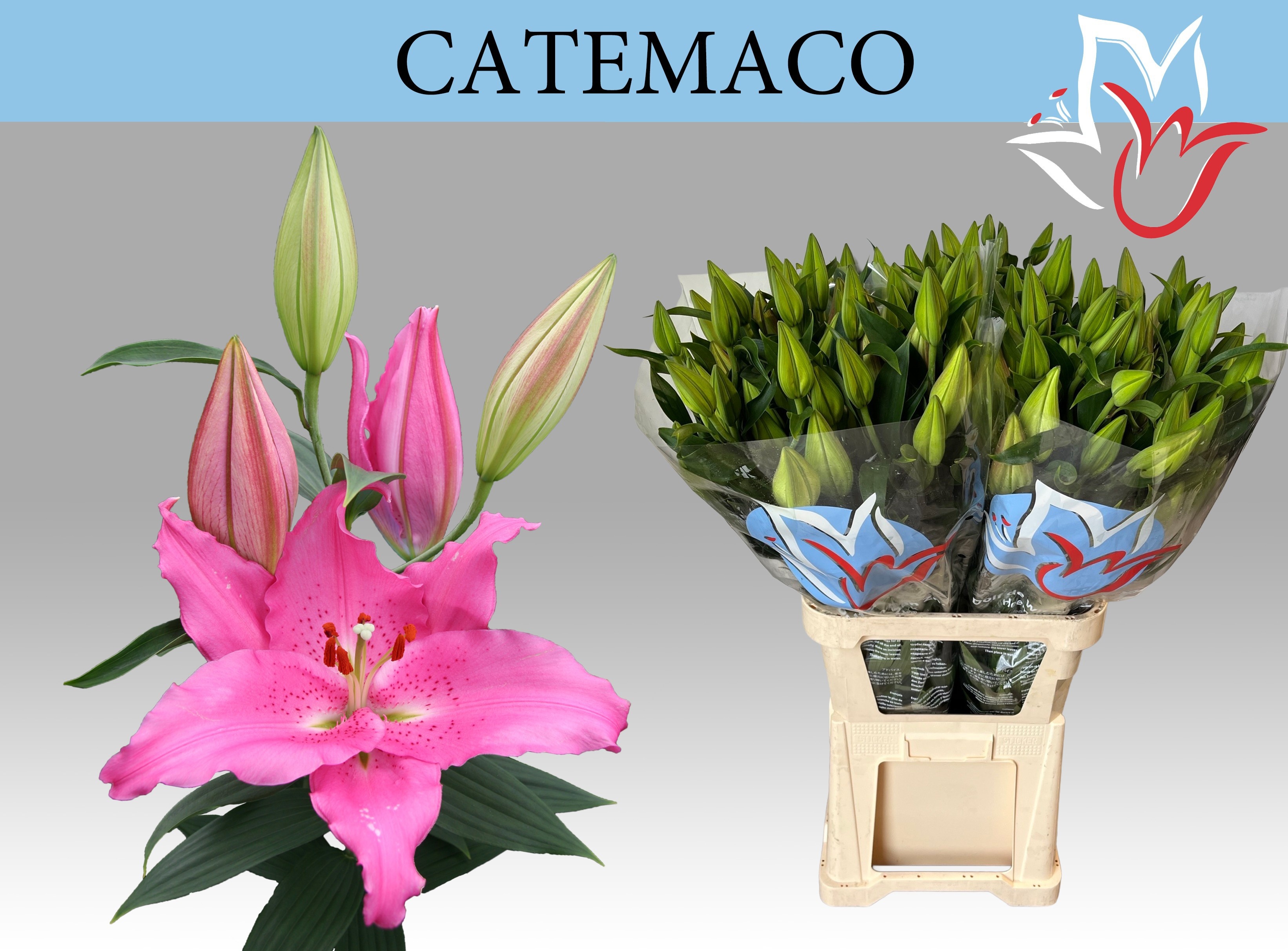 Li Or Catemaco