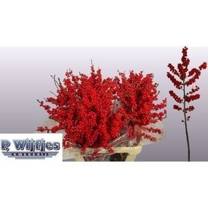Ilex Verticlilata 90cm