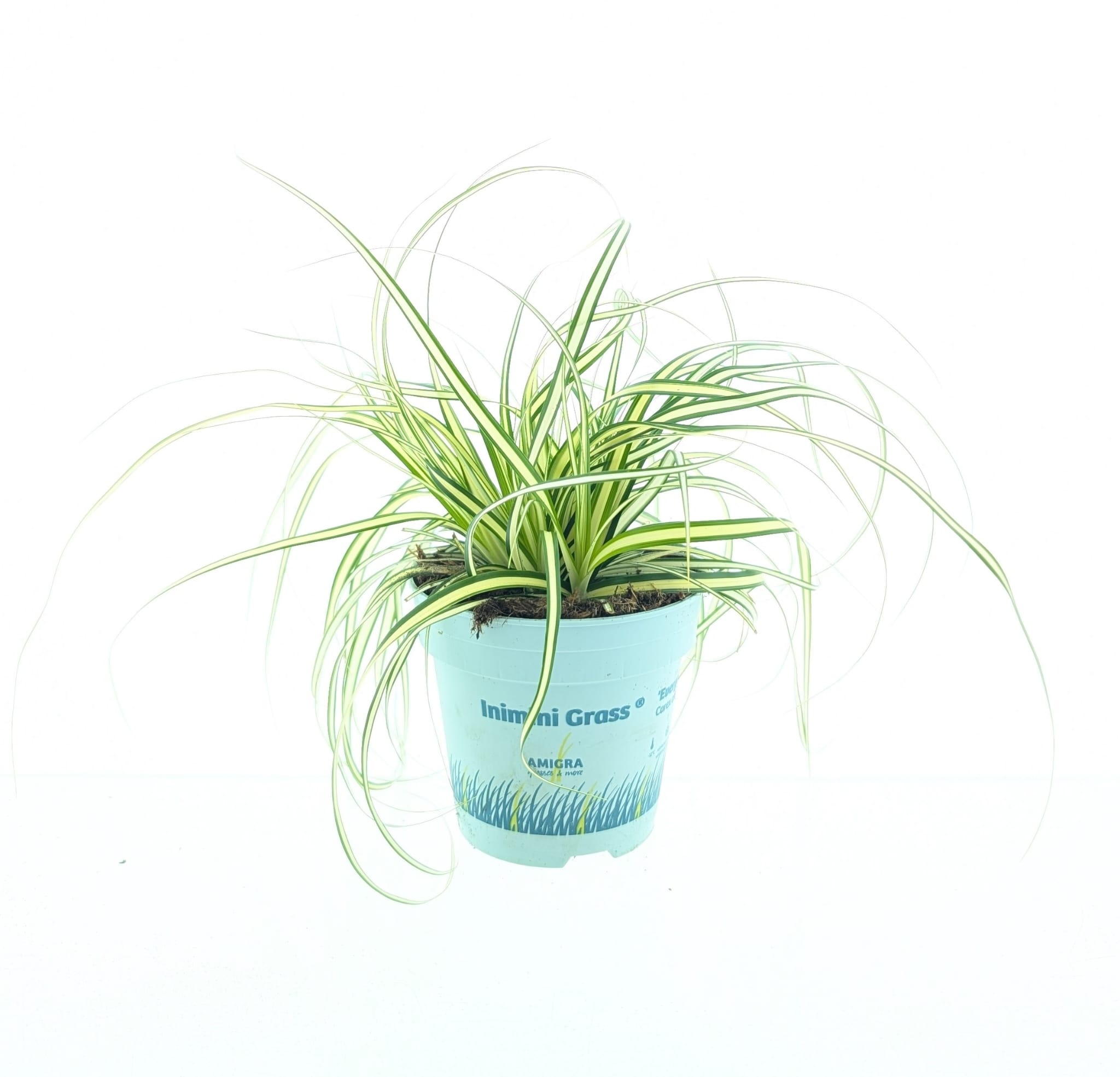 Picture of Carex oshimensis 'Evergold'