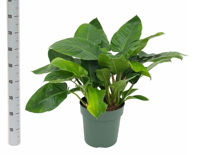 Phil Imperial Green 27P 80H 3stek