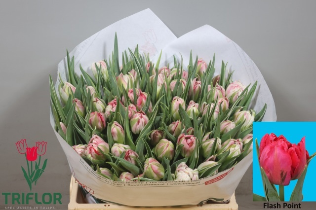Tulipa Double Flash Point 34cm 35gram