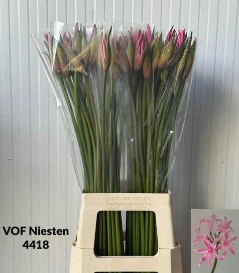 Amarine Smilla 70cm