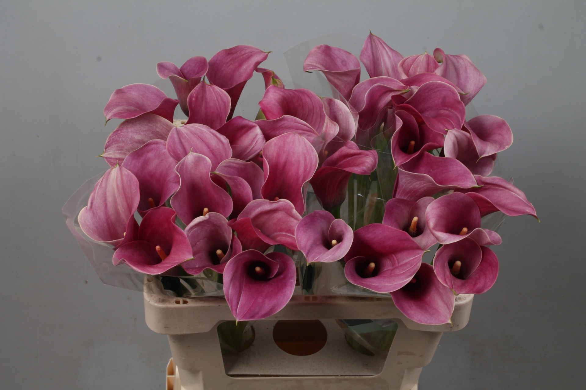 Calla Capt Romance 55cm