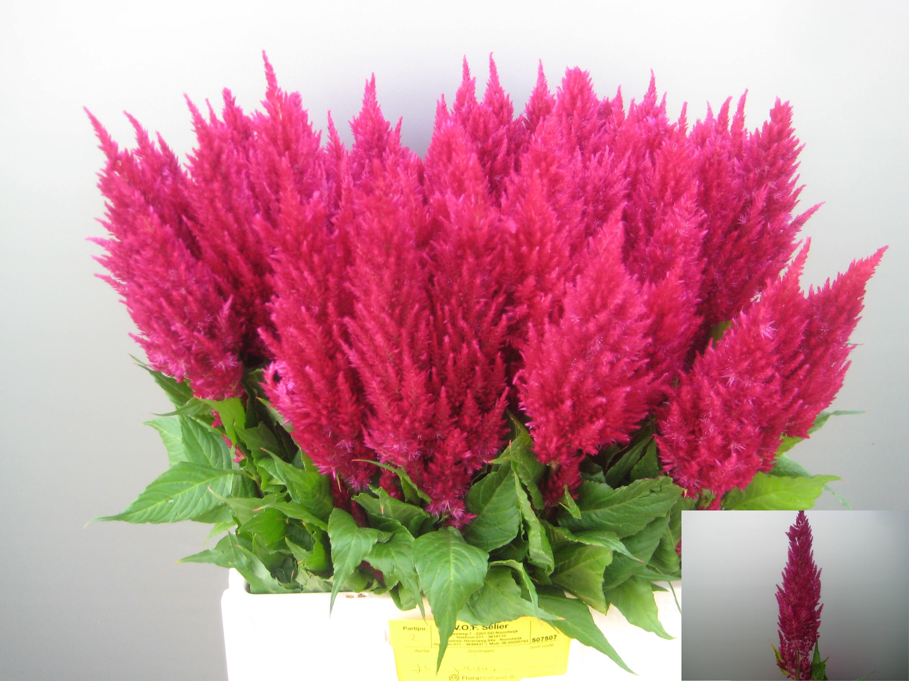 Celosia Feather Century Purple-pink 60cm