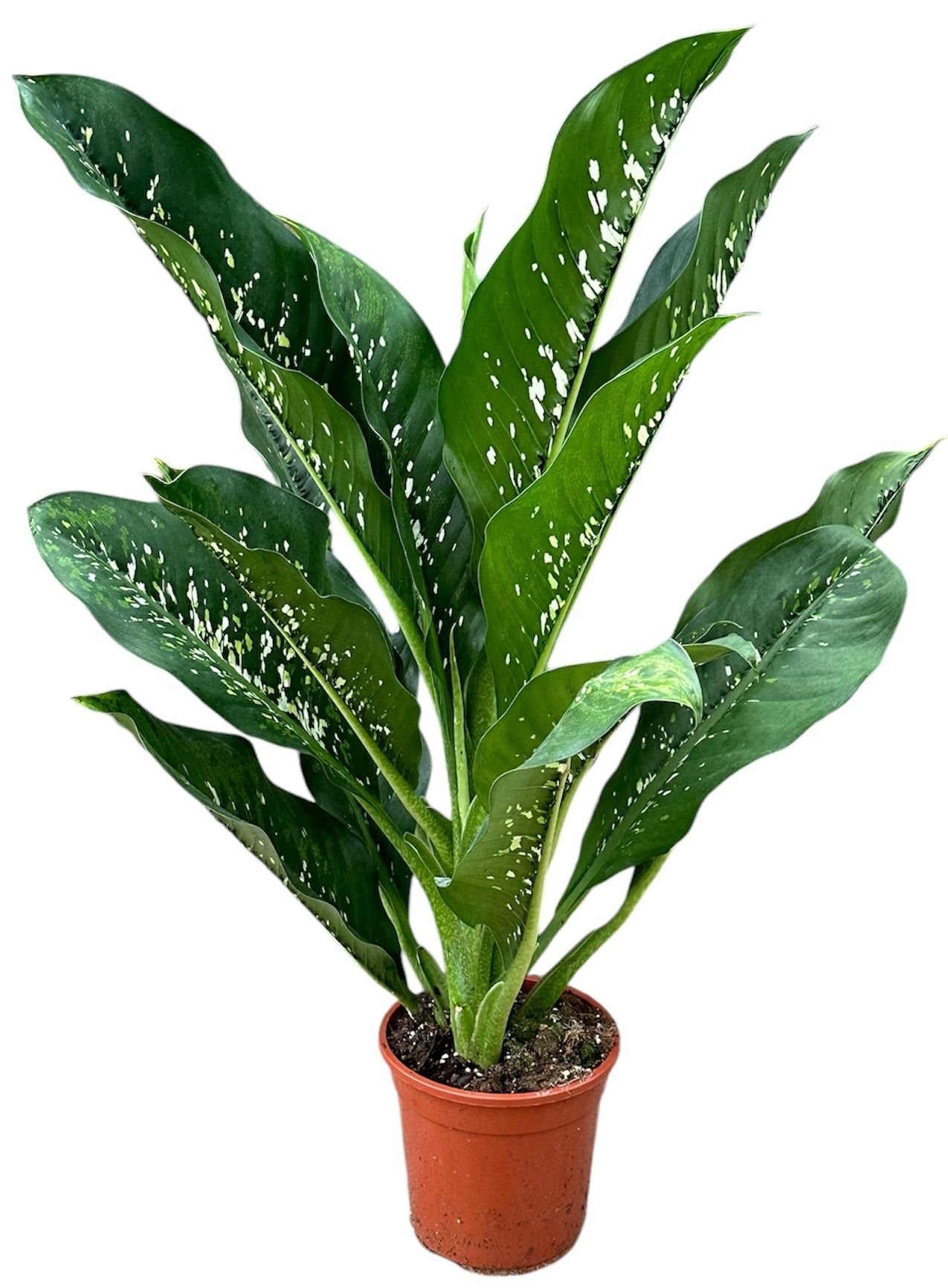 Plants Dieffenbachia 'Vesuvius' | Gardenline