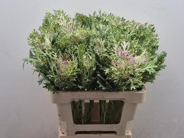 Brassica Crane King 60cm