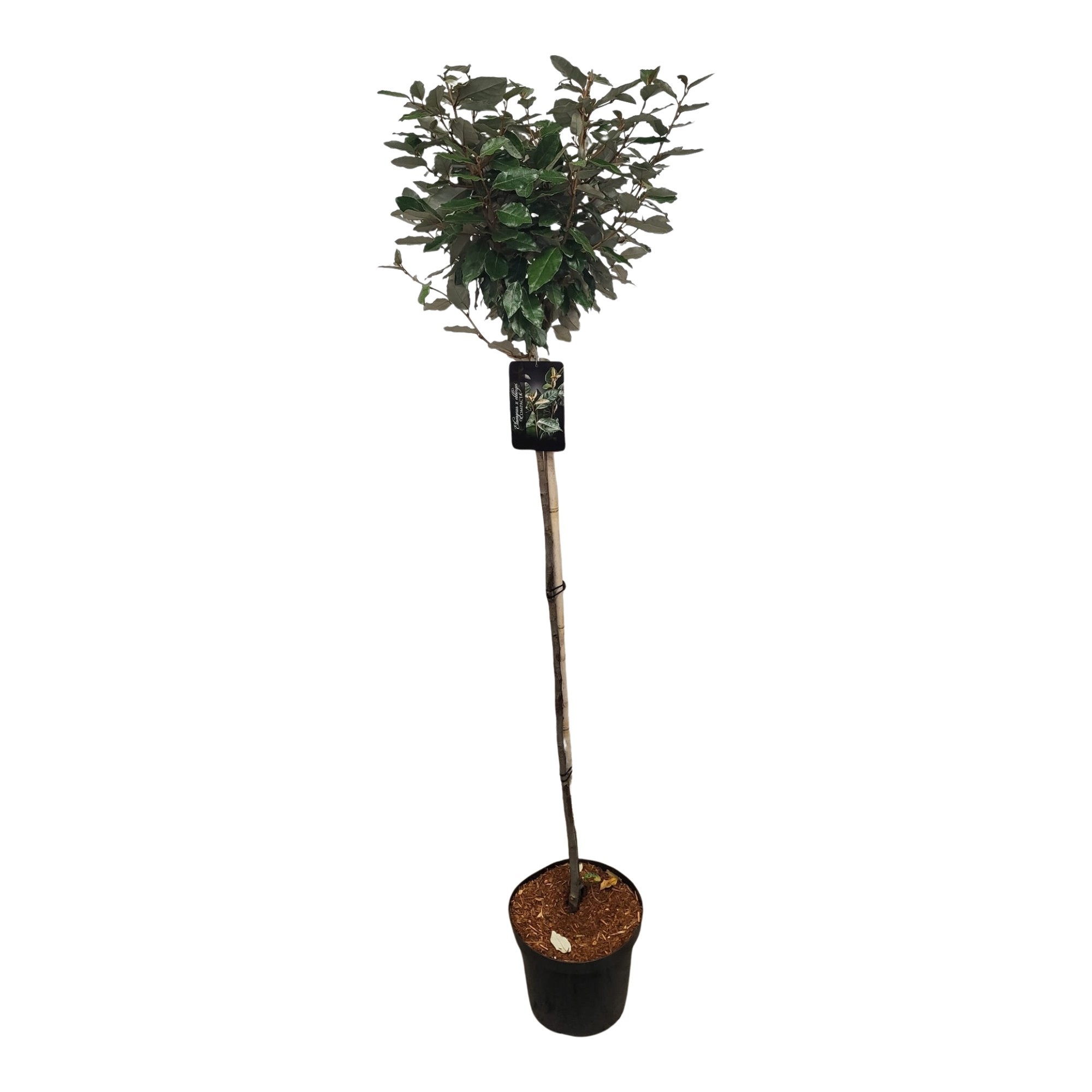 Elaeagnus ebbingei 'Compacta' stam