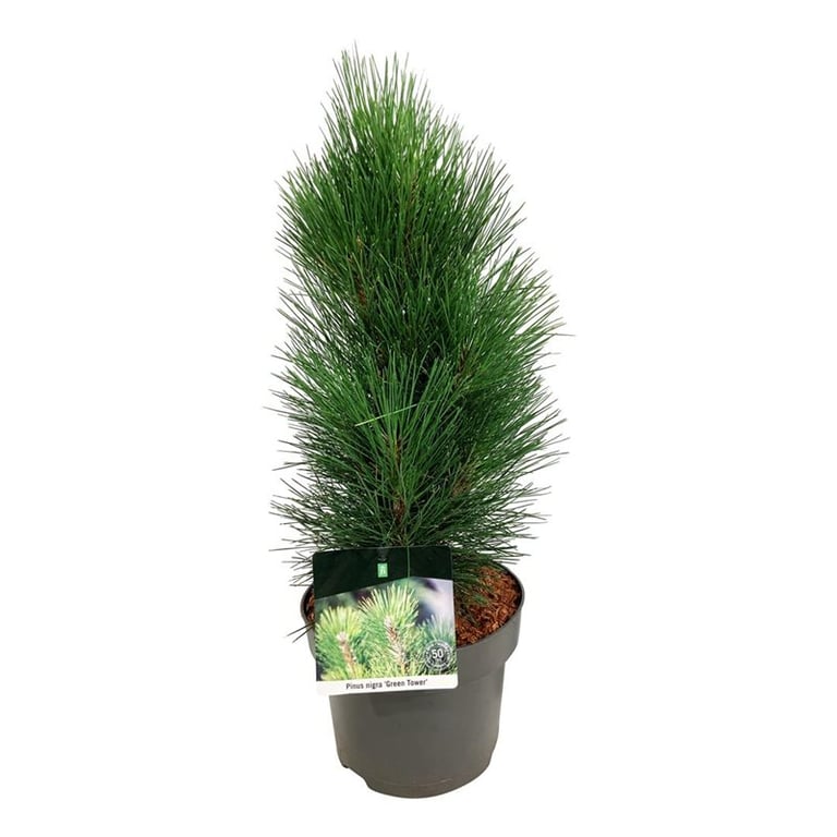 Picture of Pinus nigra 'Green Tower'