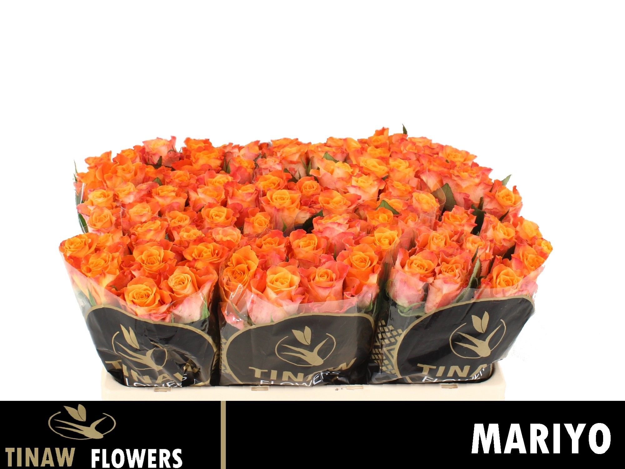 Rosa Mariyo! 50cm