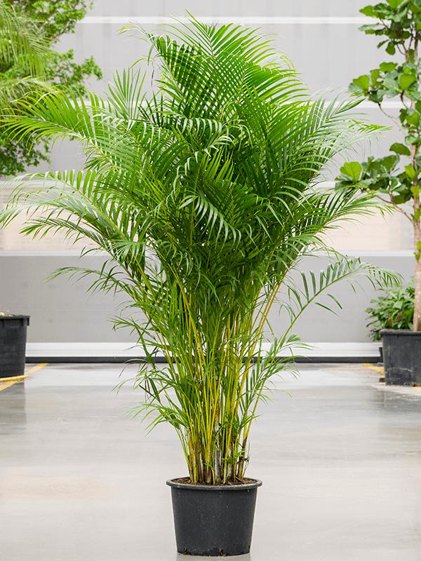 Picture of Dypsis (Areca) lutescens P34 200CM