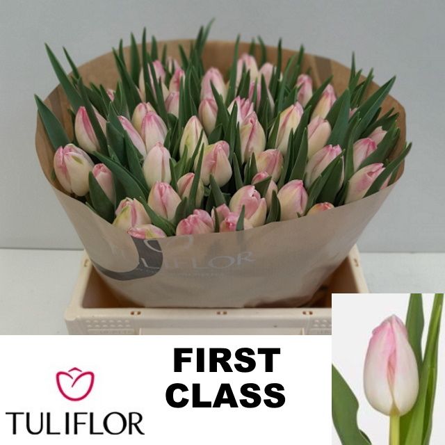 Tulipa First Class 36cm 23gram