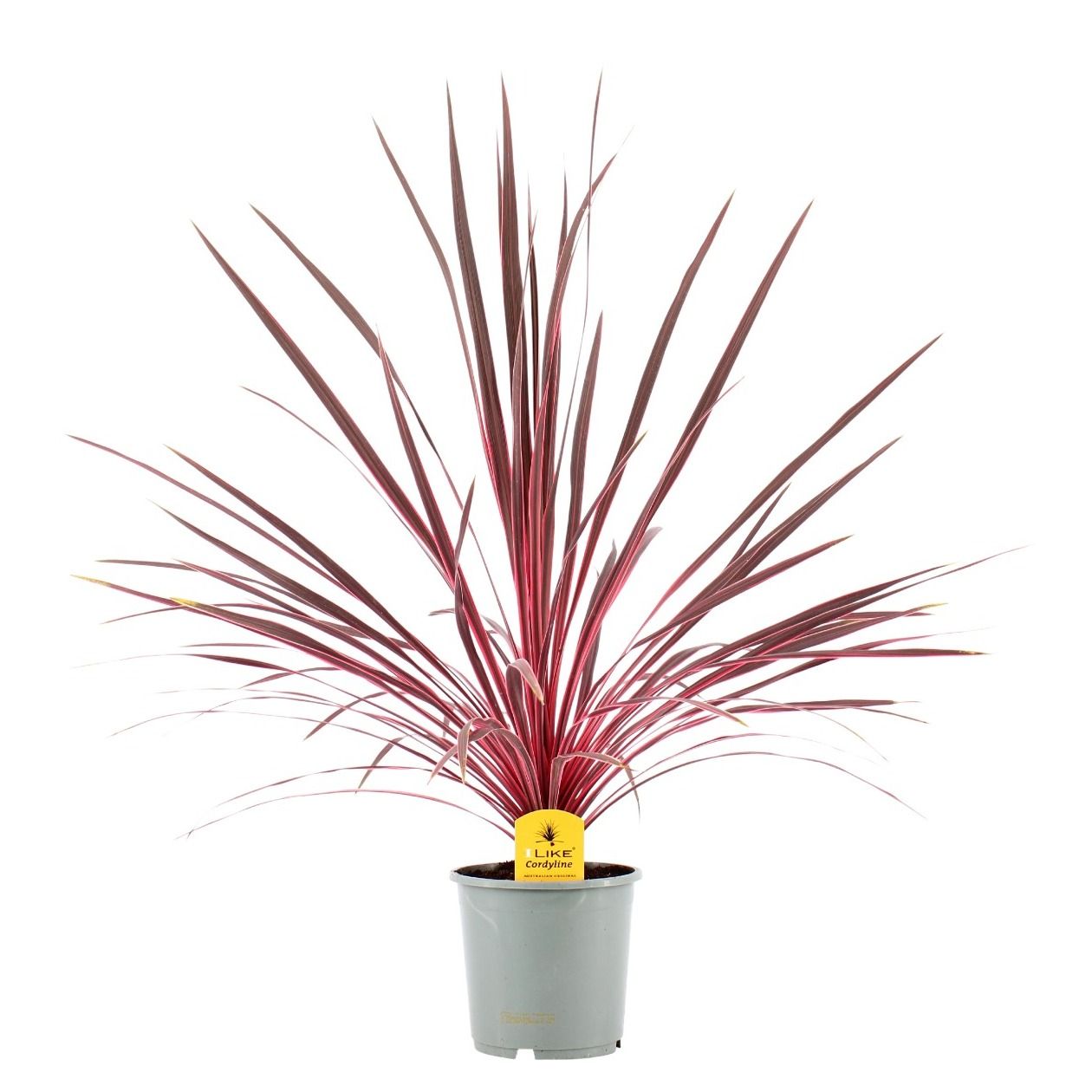 Cordyline australis Charlie Boy ('Ric01')