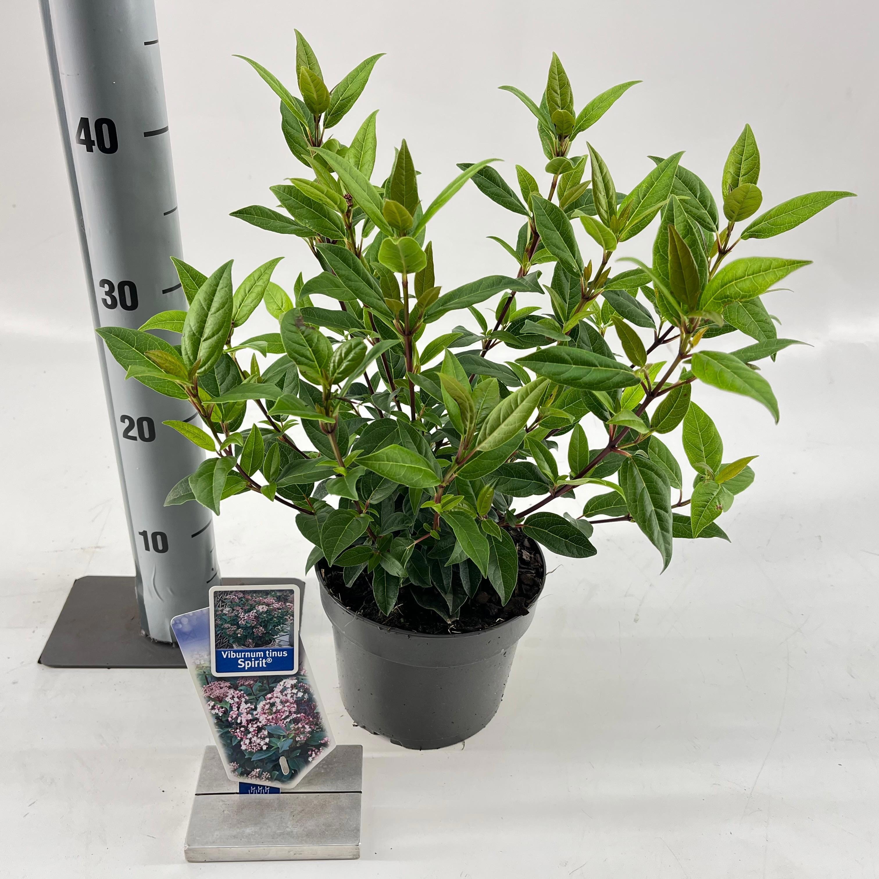 Picture of Viburnum tinus Spirit ('Anvi'PBR)