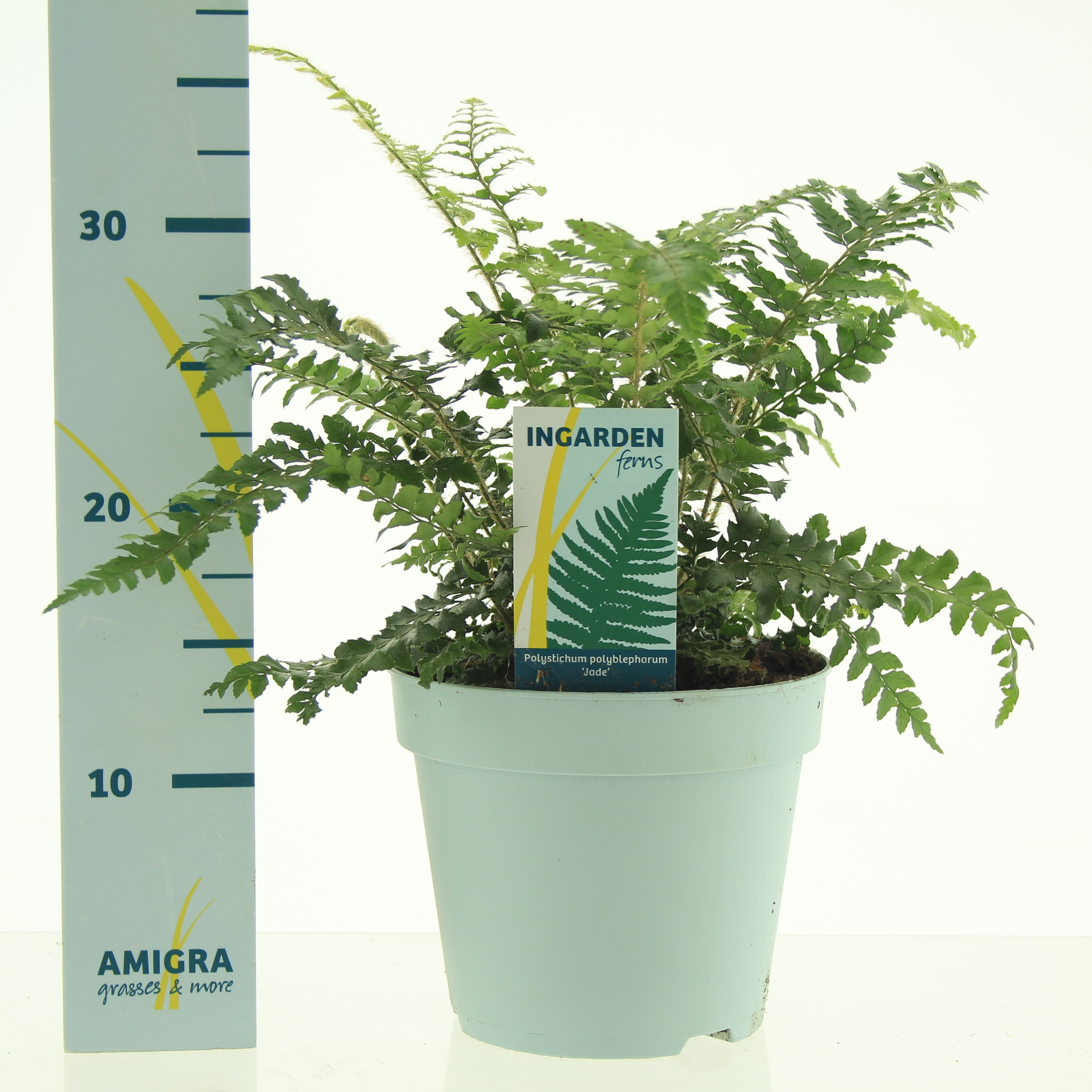 Picture of Polystichum polyblepharum Jade P17 (2 Ltr)