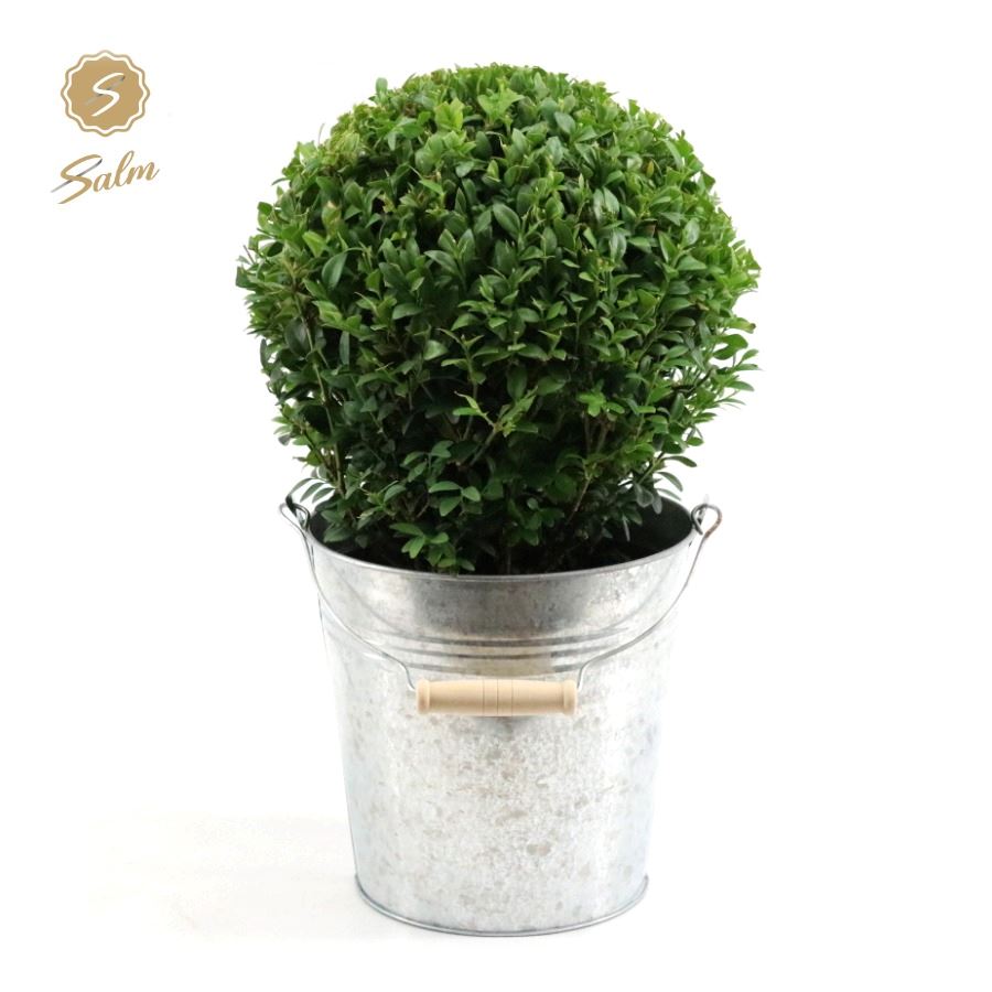 Picture of Buxus semp. Ball Ø20cm P17 in Zinc Old-Look