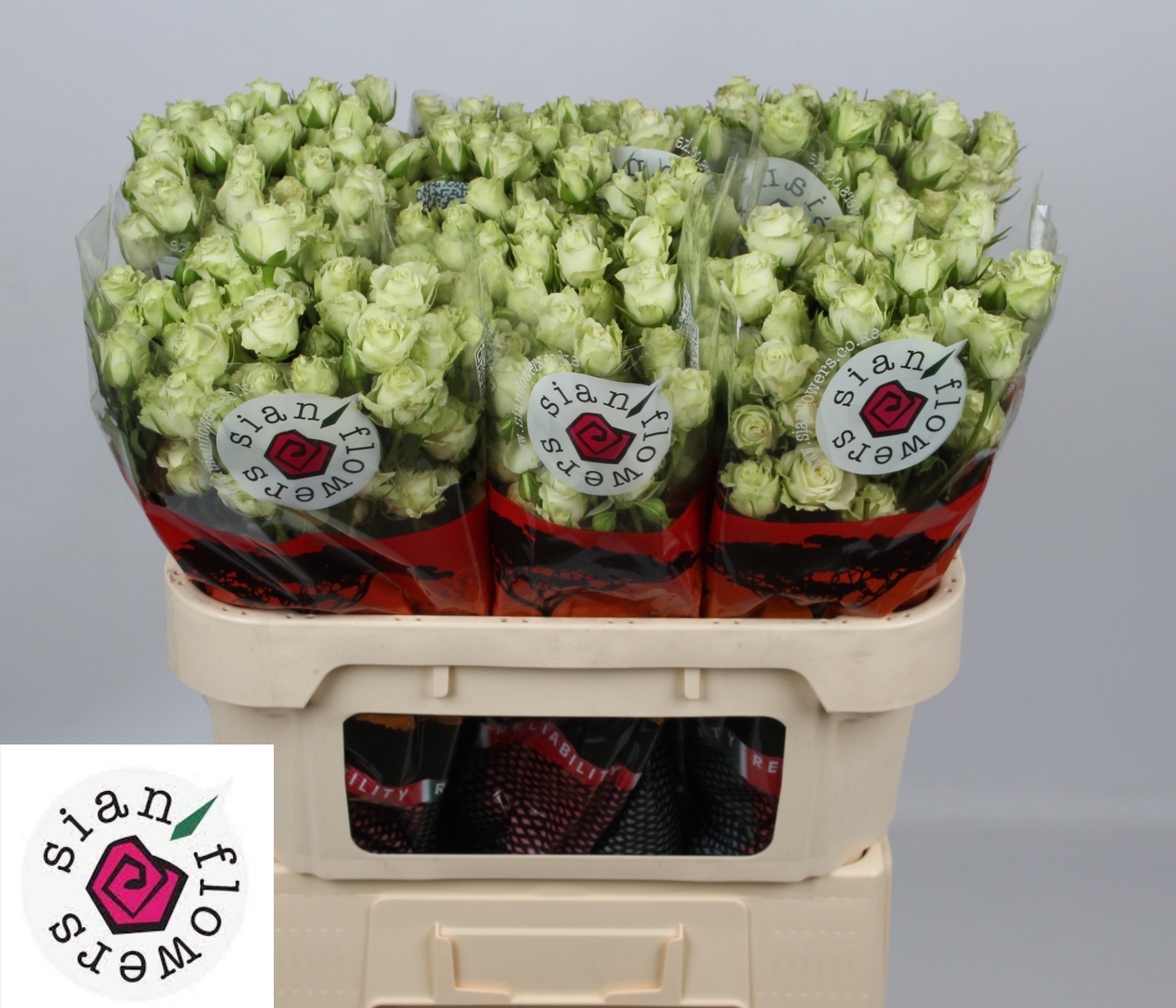 Rosa Spr Green Glow 70cm