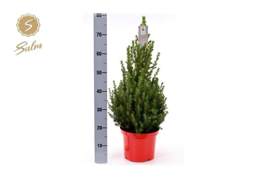 Picea Gl December 23P 80H