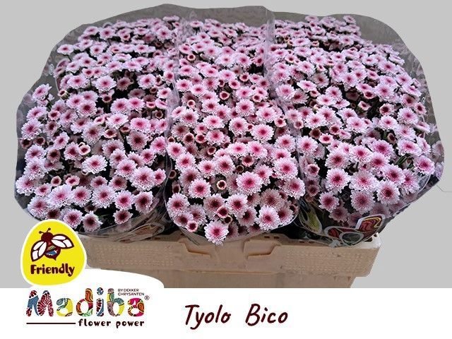 Chr S Mad Bico Tyolo