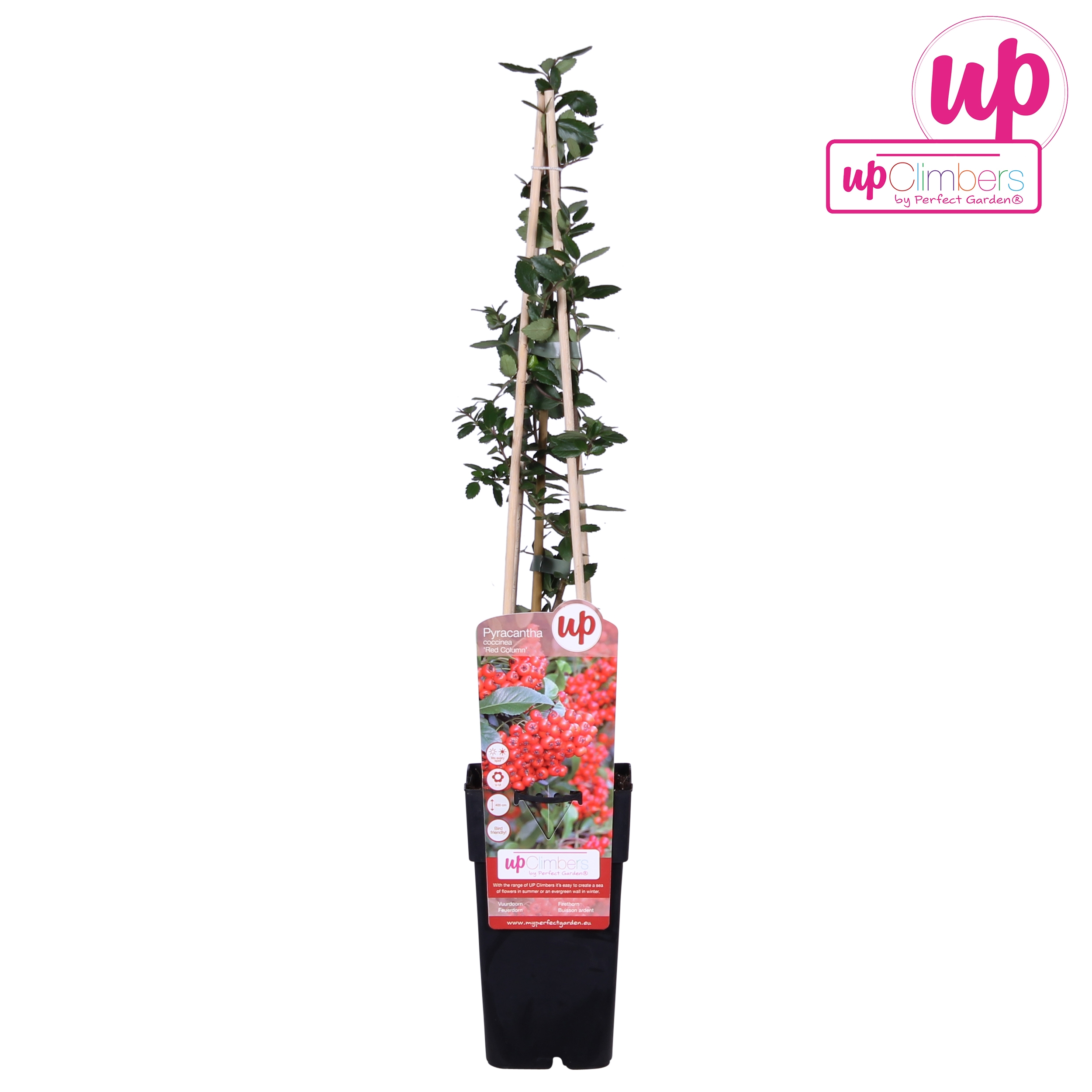 Picture of Pyracantha coccinea Red Column P15