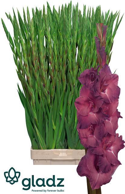 Gladiolus Indian Summer 110cm 190gram